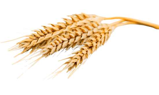 Blé